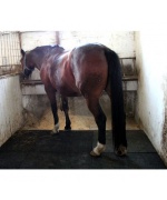 Equiflex Classic 40 100X100X4 Cm Negru